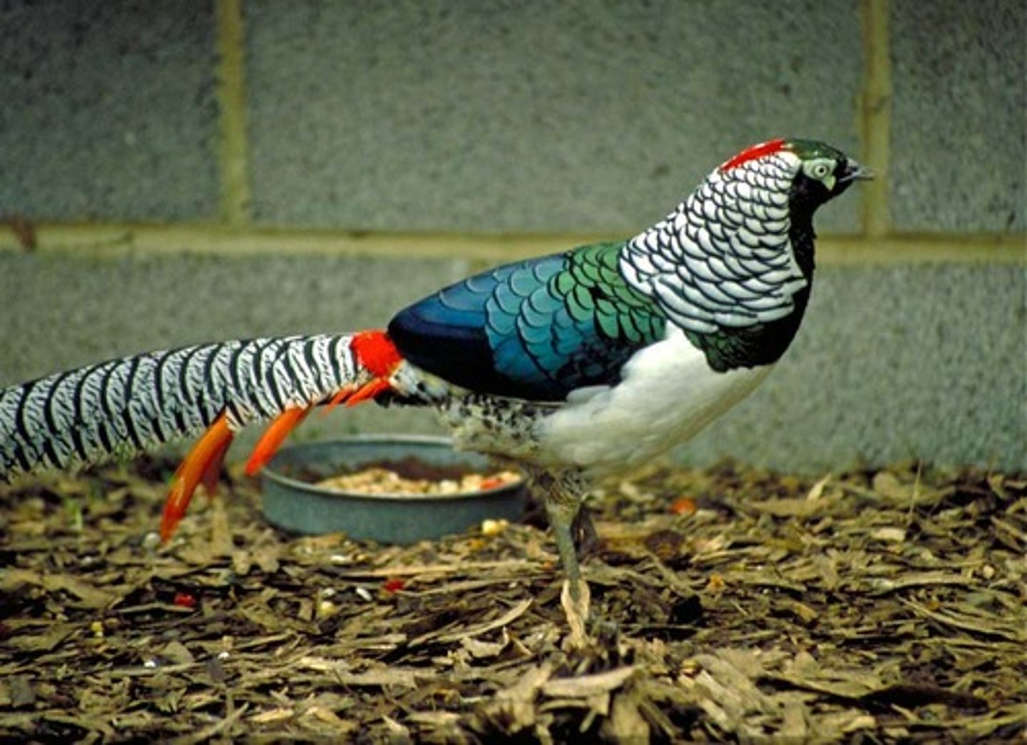 <p>Galliformes Phasianidae</p>