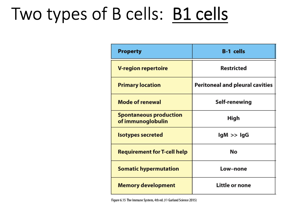 <ul><li><p>B1 cells are <strong>innate-like</strong>, similar to γδ T cells.</p></li><li><p><strong>Restricted repertoire</strong>—recognize limited antigens.</p></li><li><p>Produce mainly <strong>IgM</strong>, little switching; minimal somatic hypermutation.</p></li><li><p><strong>Do not require T-cell help</strong>.</p></li><li><p>Make limited <strong>memory</strong>.</p></li><li><p>B2 cells are the conventional, adaptive B cells (not covered here).</p></li></ul><p></p>