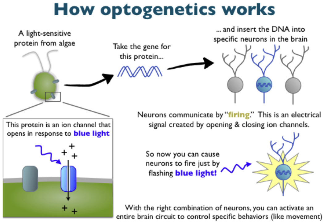 <p>→ refers to the use of light to control light-sensitive neurons</p><ul><li><p>Neurons are made light-sensitive through the introduction of foreign DNA, which provides instructions to make light-sensitive proteins called <strong>opsins</strong></p><ul><li><p>Opsins in eye are metabotropic receptors with 30ms~ delay</p></li><li><p>Similarly, opsins optogenetically manipulated are ion channels that open and close instantly in response to light</p></li><li><p>First opsins (ex. <strong>ChR2</strong>) were discovered in bacteria and algae</p><p></p></li></ul></li><li><p>Excitatory opsins → light delivery generate action potentials</p></li><li><p>Inhibitory opsins →  light delivery prevent action potentials</p></li></ul><p></p>