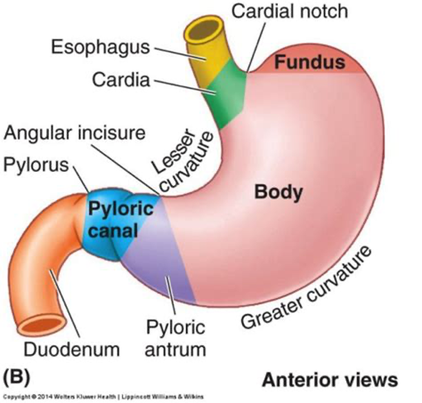 <ul><li><p>Cardial Notch- is a temporary storage area and sometimes fills with swallowed air.</p></li><li><p>Fundus- is a temporary storage area and sometimes fills with swallowed air.</p></li><li><p>Body- main part of the stomach</p></li><li><p>Pylorus- is the distal portion of the stomach where it approaches the small intestine</p><ul><li><p>Pyloric Antrum</p></li></ul></li><li><p>Lesser Curvature</p></li><li><p>Greater Curvature</p></li><li><p>Longitudinal Layer- refer to 2nd image next page</p></li><li><p>The pyloric sphincter serves as a valve between the stomach and the small intestine.</p></li></ul><p></p>
