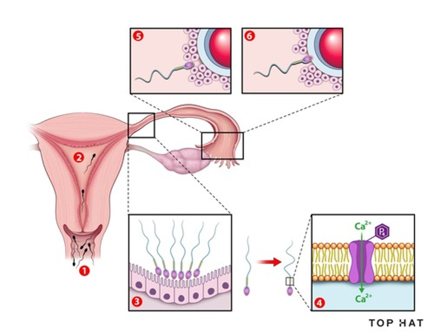 <p>The zona pellucida is a species-specific barrier that sperm must penetrate during fertilization.</p>