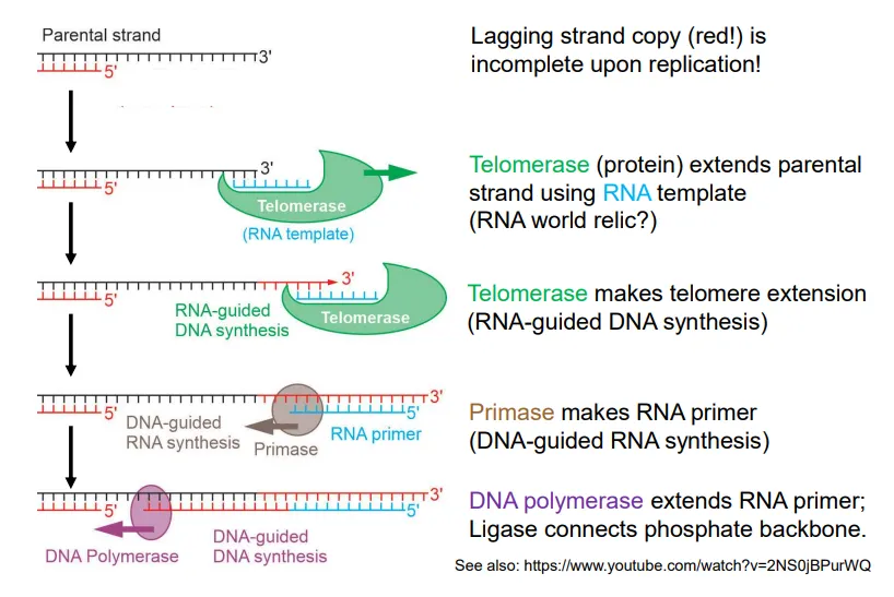 <ul><li><p>to form the final Okazaki fragment, <strong>telomerase extends the parental strand</strong> using an RNA template </p></li><li><p><strong>primase </strong>attaches an<strong> RNA primer</strong> to this extended DNA strand</p></li><li><p><strong>DNA polymerase</strong> extends the primer until the strands can be connected by <strong>DNA ligase</strong></p></li></ul><p></p>