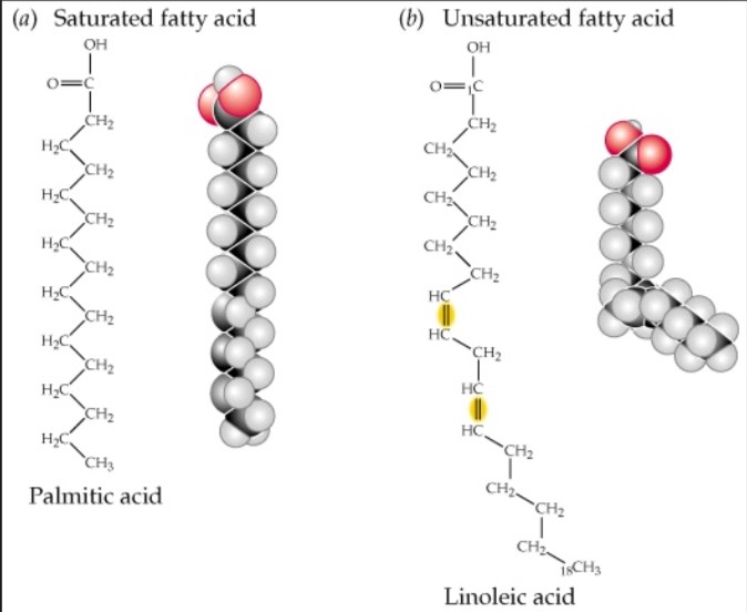 <p>Carboxyl group attached to a long hydrocarbon chain, as length increases, solubility decreases</p>