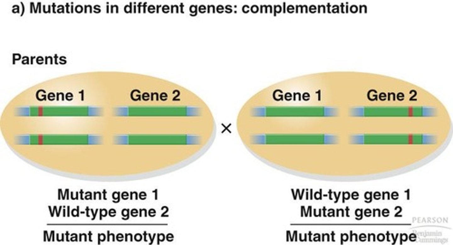 <p>To determine if mutations with the same phenotype are in the same gene or different genes.</p>
