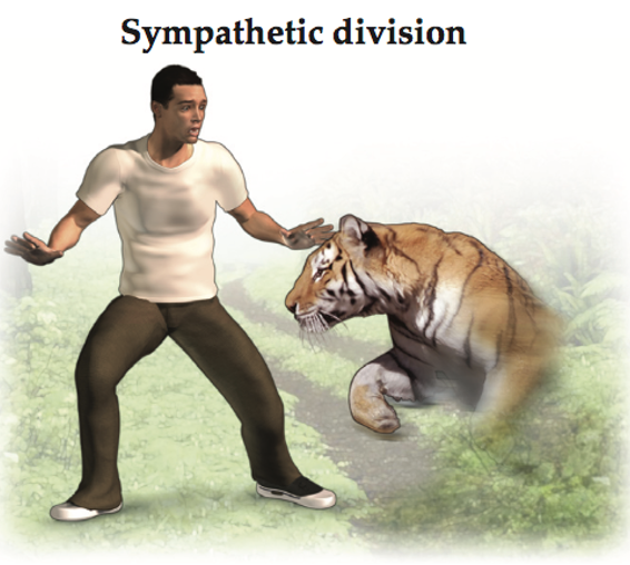 <p>Sympathetic Division: “fight or flight” </p><ul><li><p>releases noradrenaline/norepinephrine;</p></li><li><p>signals via a ganglion near the spinal cord</p></li></ul><p></p>