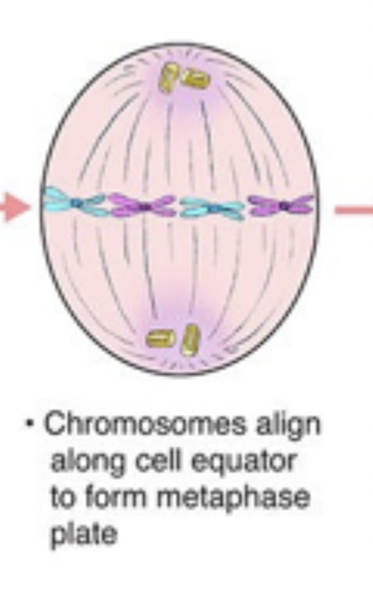 <p>homologous chromosomes align at metaphase plate</p>