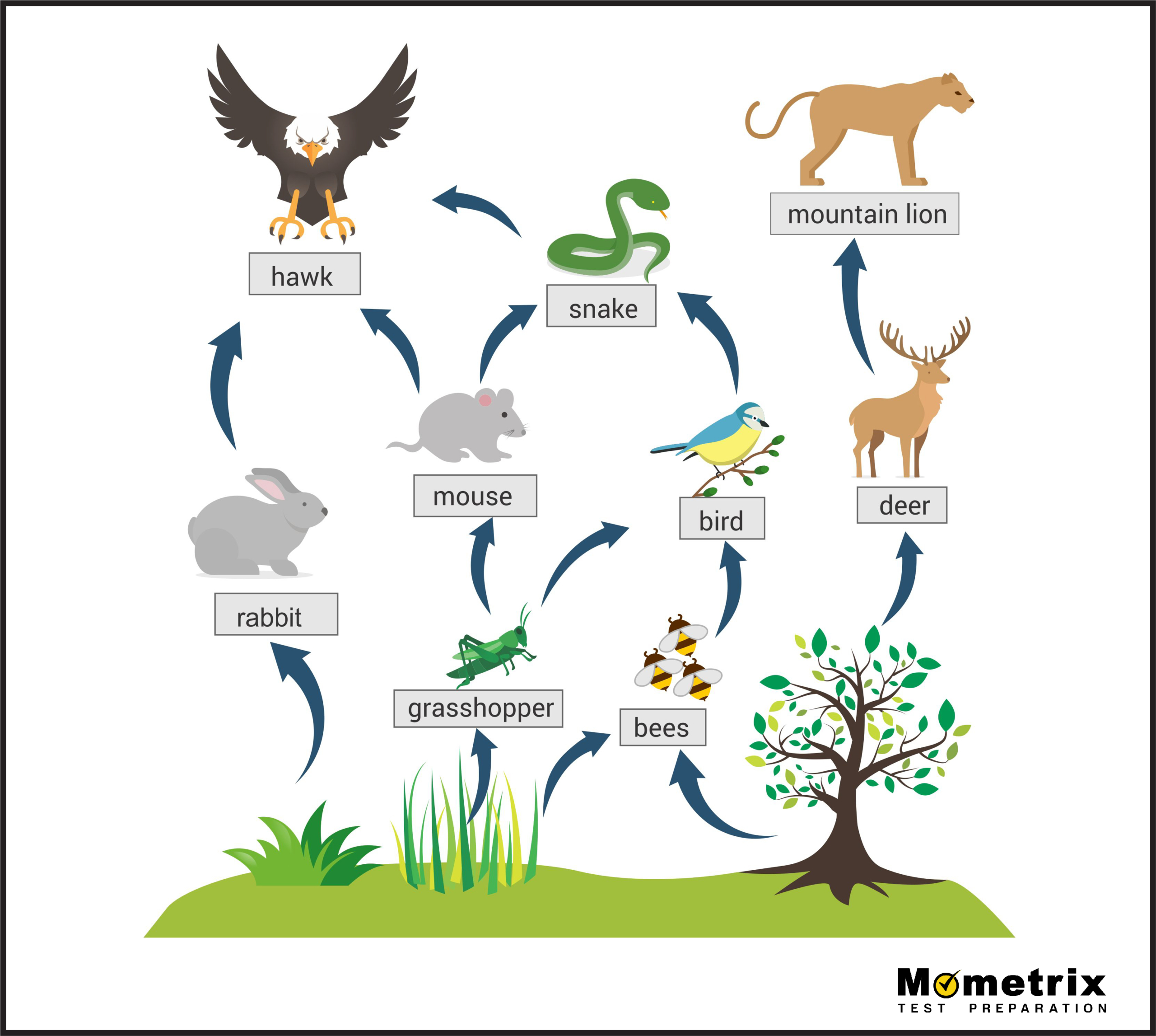 <p>What are the primary consumers in this food web?</p>