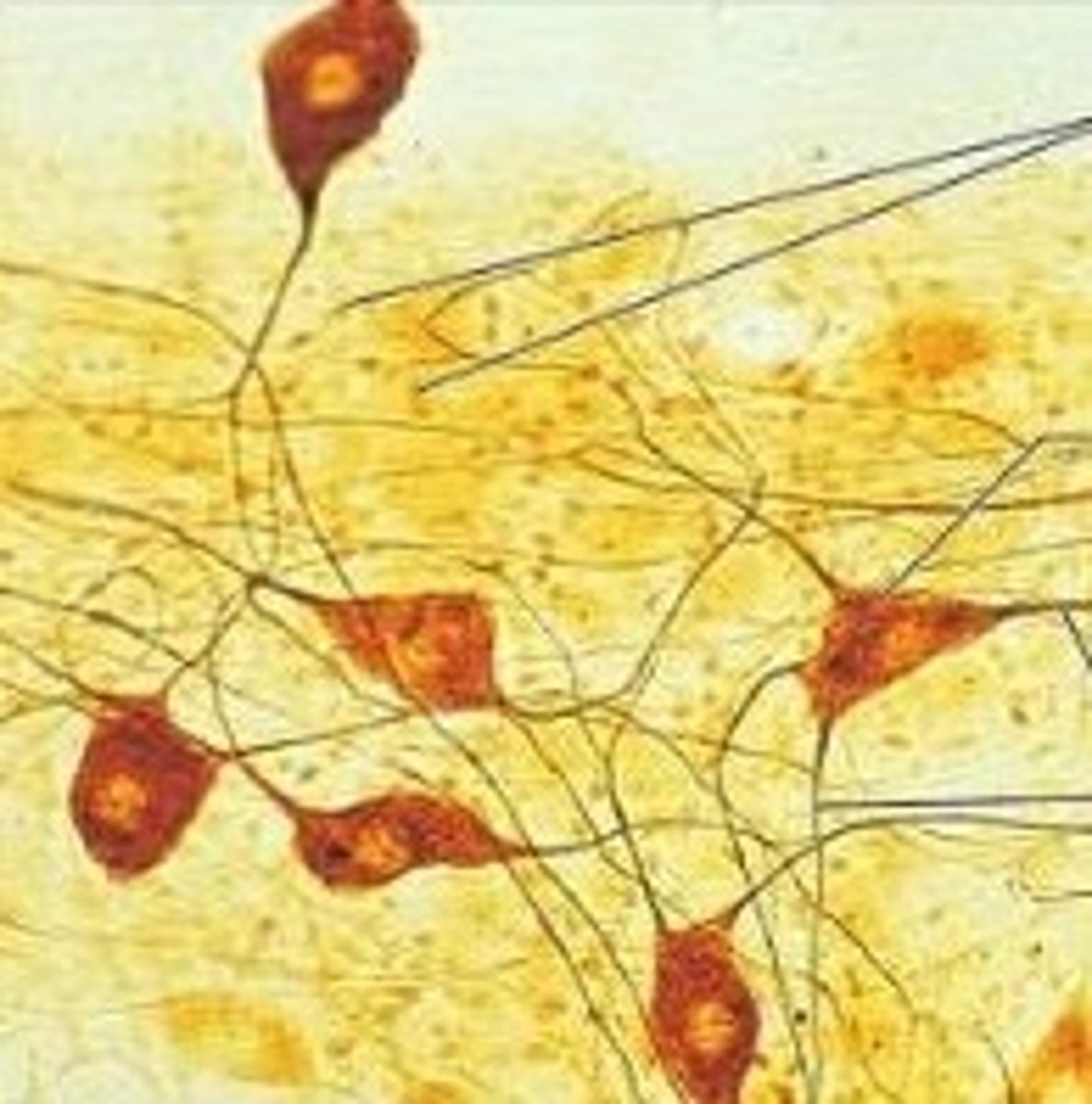 <p>example: brain, spinal cord and nerves</p><p>function: transmits electrical signals from sensory receptors and to effectors</p>