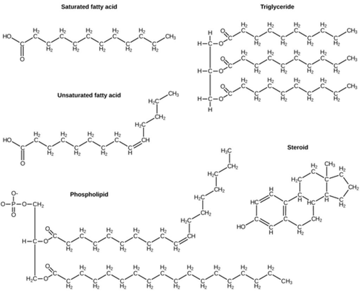 <p>1. Saturated fatty acids: no double bonds, solid at room temp (ex: butter)</p><p>2. Unsaturated fatty acids: has double bonds, liquid at room temp</p><p>3. steroids (ex: cholesterol, testosterone, estrogen)</p><p>4. triglycerides; ester bonds, looks like:</p><p>\/\/\/\</p><p>\/\/\/\</p><p>\/\/\/\</p><p>5. Phospholipids</p>
