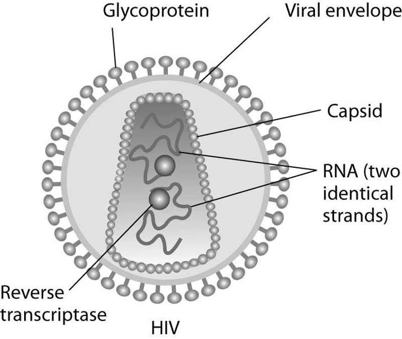 <p>What would be observed by live-cell fluorescence microscopy if HIV is endocytosed first, and then fuses with the endocytotic vesicle membrane?<br>A) A spot of red fluorescence will remain on the infected cell's plasma membrane, marking the site of membrane fusion and HIV entry.<br>B) The red fluorescent dye-labeled lipids will diffuse in the endocytotic vesicle membrane and become difficult to detect.<br>C) A spot of red fluorescence will move into the infected cell's interior.<br>D) A spot of red fluorescence will remain outside the cell after delivering the viral capsid.<br>E) Fluorescence microscopy does not have enough resolution to visualize fluorescently labeled HIV virus particles.</p>