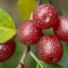 <p><span>Reddish barrel shaped berry.</span></p>