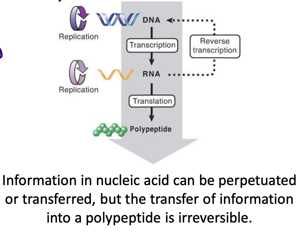 <ul><li><p>info cannot be transferred from protein to protein or protein to nucleic acid, but can be transferred between nucleic acids and from nucleic acid to protein</p></li><li><p>translation of RNA into protein is unidirectional, can't be reversed (cannot go from protein to nucleic acid)</p></li></ul>