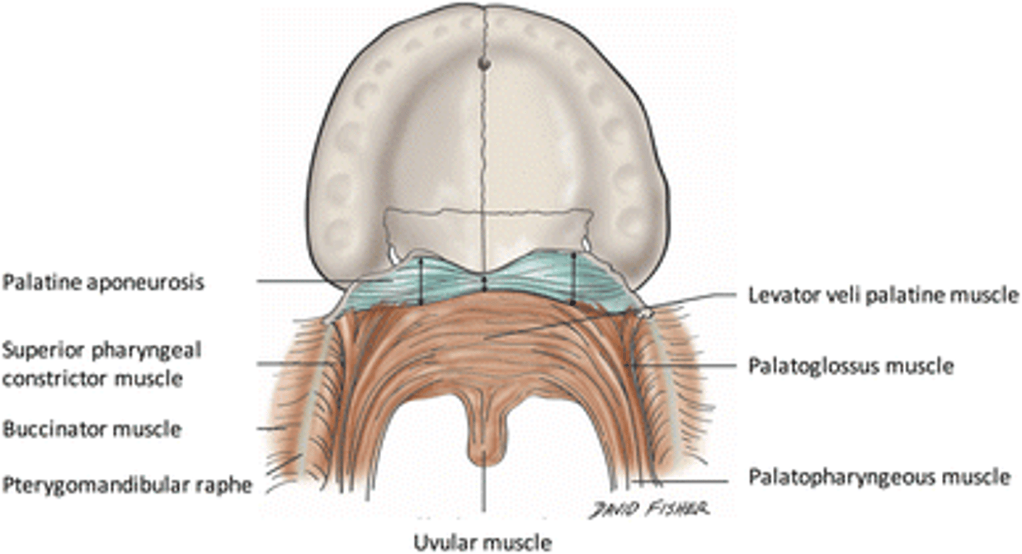<p>The palatine aponeurosis is continuous with the tensor veli palatini muscle, providing a structure for muscle attachment and function.</p>