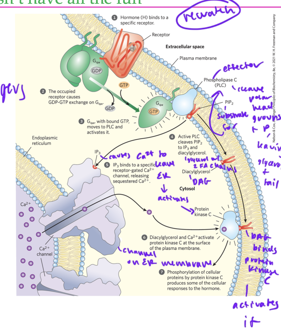 <ul><li><p>hormone binds to a GPCR </p></li><li><p>alpha activated, interacts with an effector (phospholipase C) (PLC)</p></li><li><p>PLC’s substrate is pip2, a phospholipid</p></li><li><p>PLC cleaves polar head groups and phosphate of the glycerophospholipid (pip2)</p></li><li><p>the glycerophospholipid had an inositol head group, and once cleaved, it forms IP3 </p></li><li><p>the remaing glycerol backbone with two FA chains forms DAG (diacylgylcerol)</p></li><li><p>DAG and IP3 are both secondary messengers</p></li><li><p>DAG stays in membrane due to its FAs, it diffuses out laterally through the membrane and interacts with protein kinase C (but DAG alone cannot activate protein kinase C)</p></li><li><p>IP3 binds to receptor-gated Ca2+ channel in ER membrane, causing gate to open and Ca2+ leaves ER</p></li><li><p>the Ca2+ also binds protein kinase C</p></li><li><p>now protein kinase C is fully activated</p></li></ul><p></p>