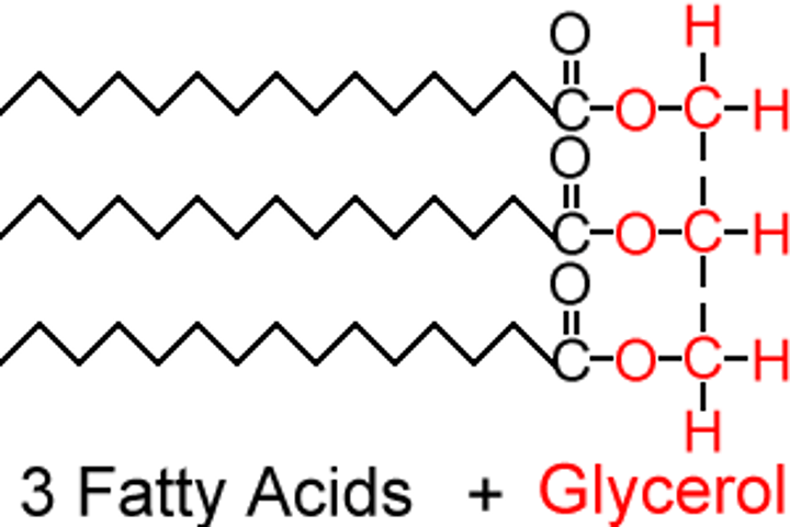 <p>three fatty acids attached to a glycerol</p>