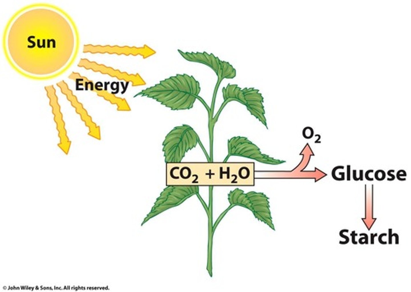 <p>Primary sugar formed in plants via photosynthesis.</p>