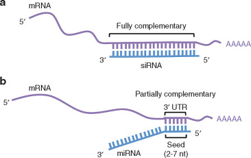 <p><strong>miRNA (microRNA)</strong> and <strong>siRNA (small interfering RNA)</strong> are types of RNA involved in RNAi.</p><p>Both miRNA and siRNA are produced from double-stranded RNA, which is cut by an enzyme called <strong>Dicer</strong>.</p>