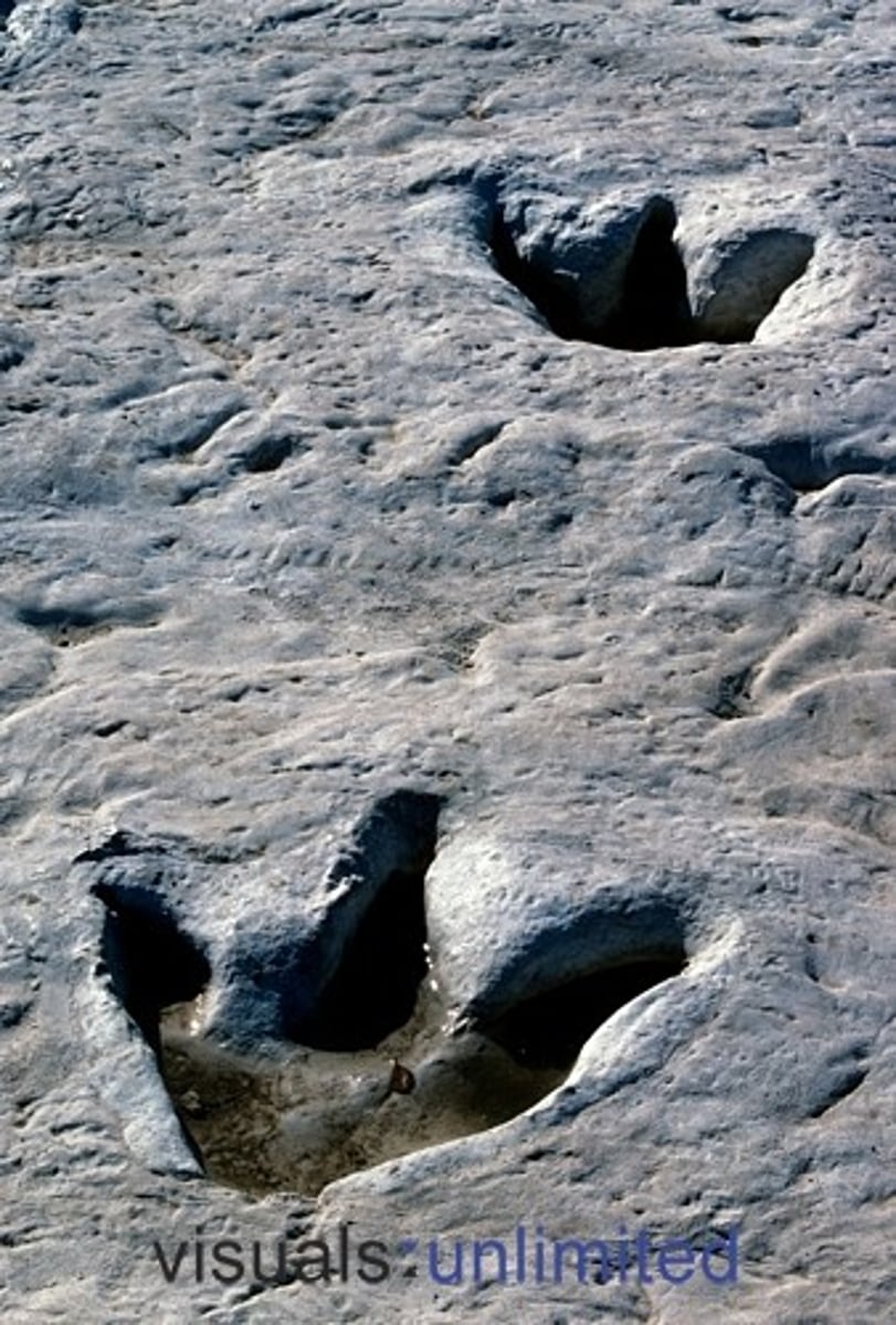 <p>fossilized evidence of plant existence or animal movements such as root channels, footprints, and burrows<br><br>evidencia fosilizada de la existencia de plantas o movimientos de animales, como canales de raíces, huellas de pies y huecos</p>