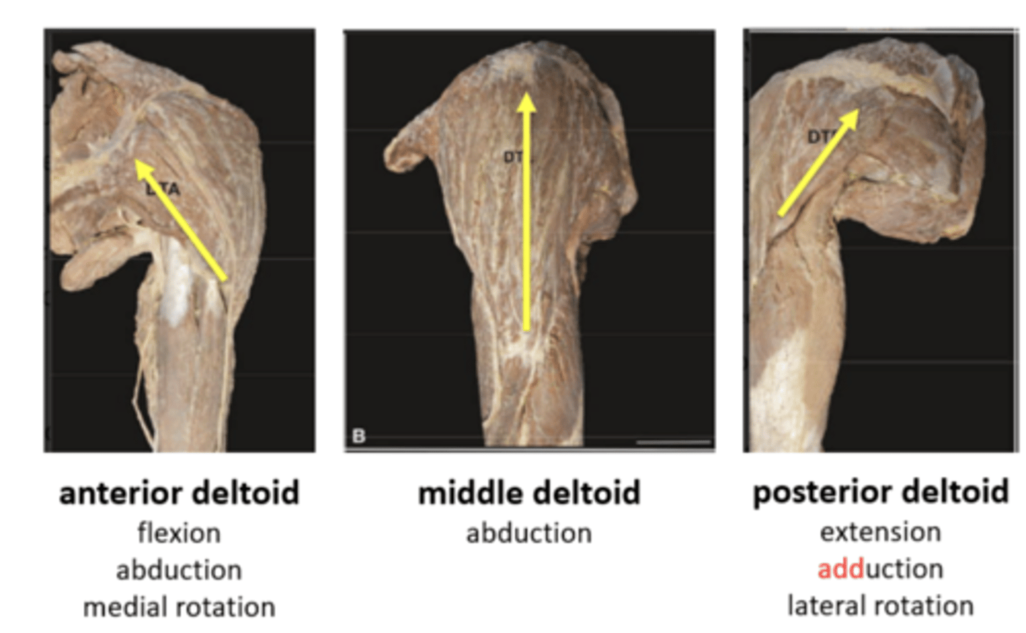 <p>3 anatomical segments of the deltoid</p>