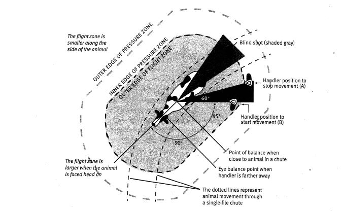* flight zone is an area where if someone enters it the livestock will flee
* The point of balance is usually at the animal's shoulder and it is determined by the animal's wide angle vision. All species of livestock will move forward if the handler stands behind the point of balance. They will back up if the handler stands in front of the point of balance.