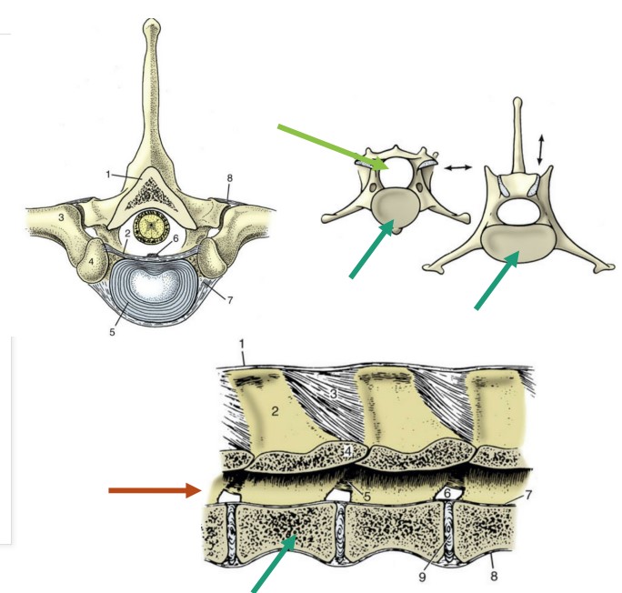 * Thick, rounded ventral portion
* Convex cranially, concave caudally

*dark green*