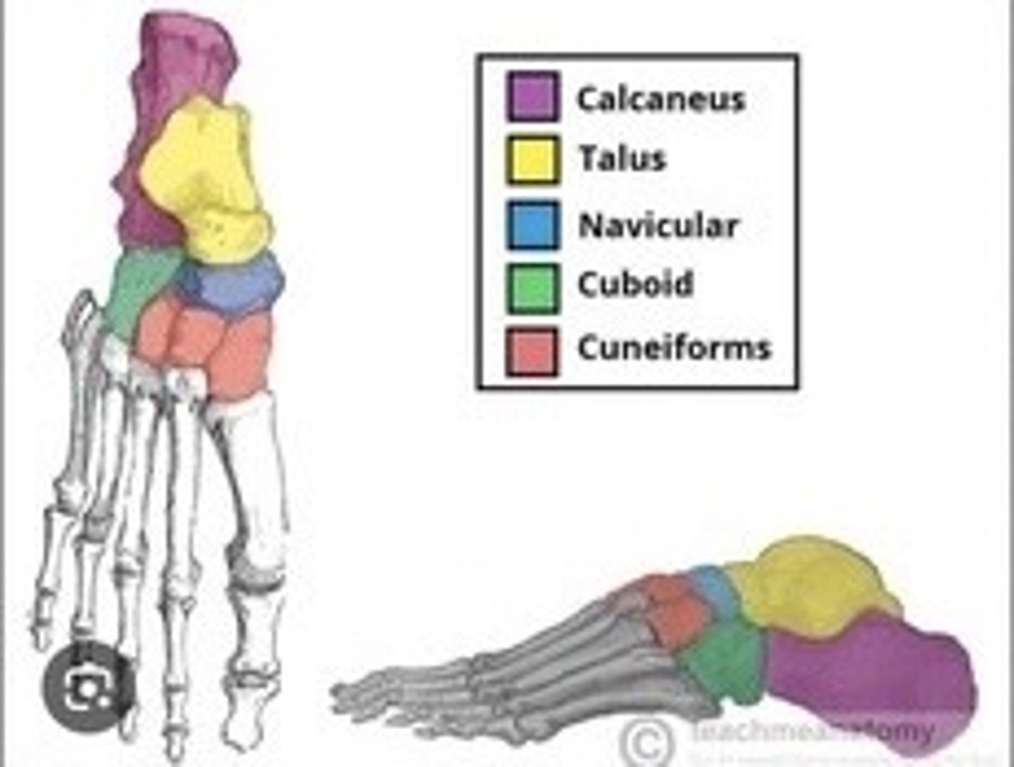 <p>Ankle composed of seven bones.</p><p>Calcaneus</p><p>Talus</p><p>Navicular</p><p>Cuneiforms (medial, intermediate, lateral)</p><p>Cuboid</p>