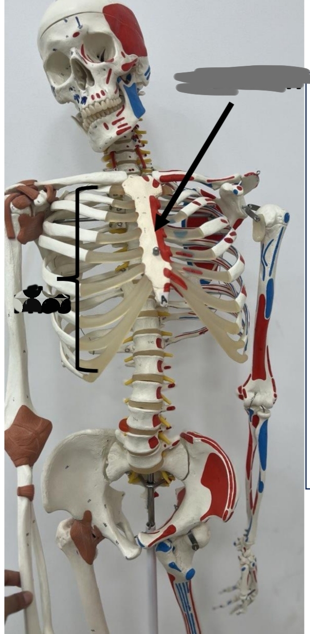 <p>identify these bones both </p><p>mention the type of this bone according to position</p><p>mention the type of this bone according to shape</p>