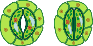 Specialised cells that control the opening and closing of stomata
