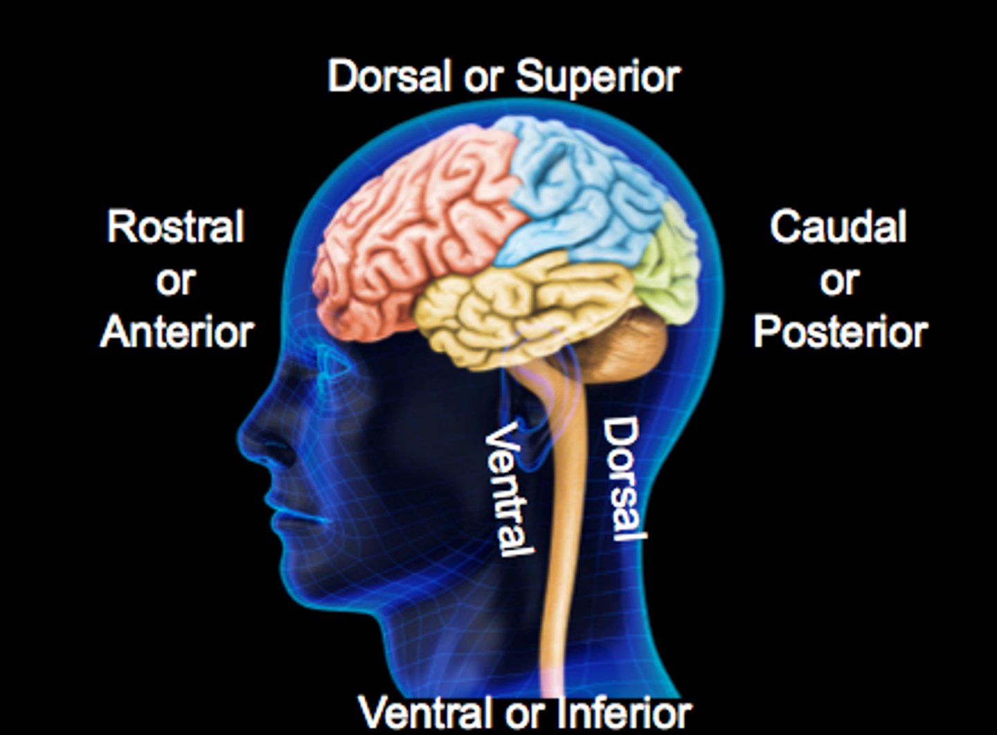 <p>Ventral (inferior) : Toward Stomach</p><p>Dorsal (superior) : Toward back</p><p>Anterior (rostral): In front</p><p>Posterior (caudal): In back</p>