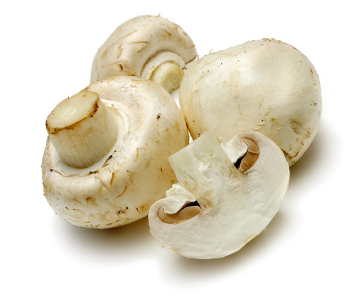 <p>mushrooms</p>