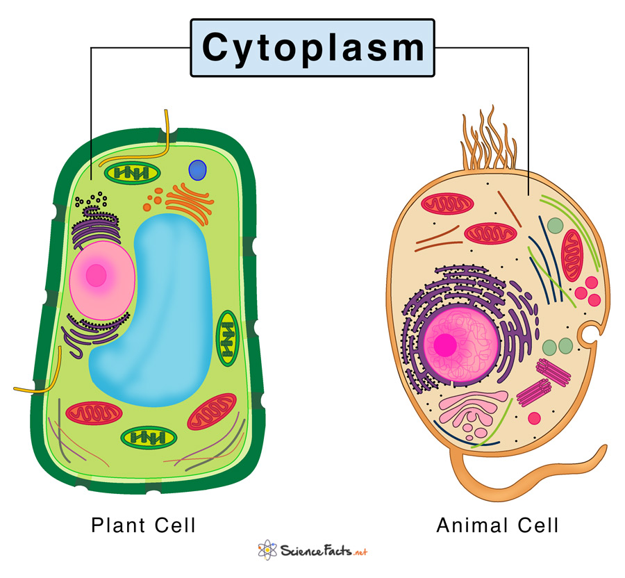 jelly-like substance that fills the cell, the site for chemical reactions (both)