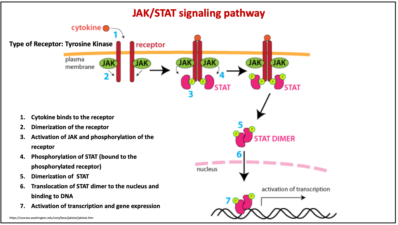 <ol><li><p>Cytokine binds to the receptor</p></li><li><p>Dimerization of the receptor</p></li><li><p>Activation of JAK and phosphorylation of the receptor</p></li><li><p>Phosphorylation of STAT (bound to the phosphorylated receptor)</p></li><li><p>Dimerization of STAT</p></li><li><p>Translocation of STAT dimer to the nucleus and binding to DNA</p></li><li><p>Activation of transcription and gene expression</p></li></ol>