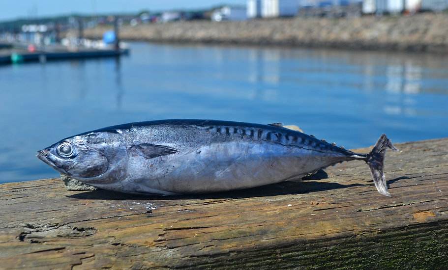 <p>large distance between dorsal fins</p><p>pper scaleless area about 15 irregular oblique bars (above corselet)</p><p>Dark blue dorsally and purple/blue to blackish on the head</p><p>corselet well-developed goin toward back</p><p>short pectoral fins that do not extend past the corselet</p><p>u</p>