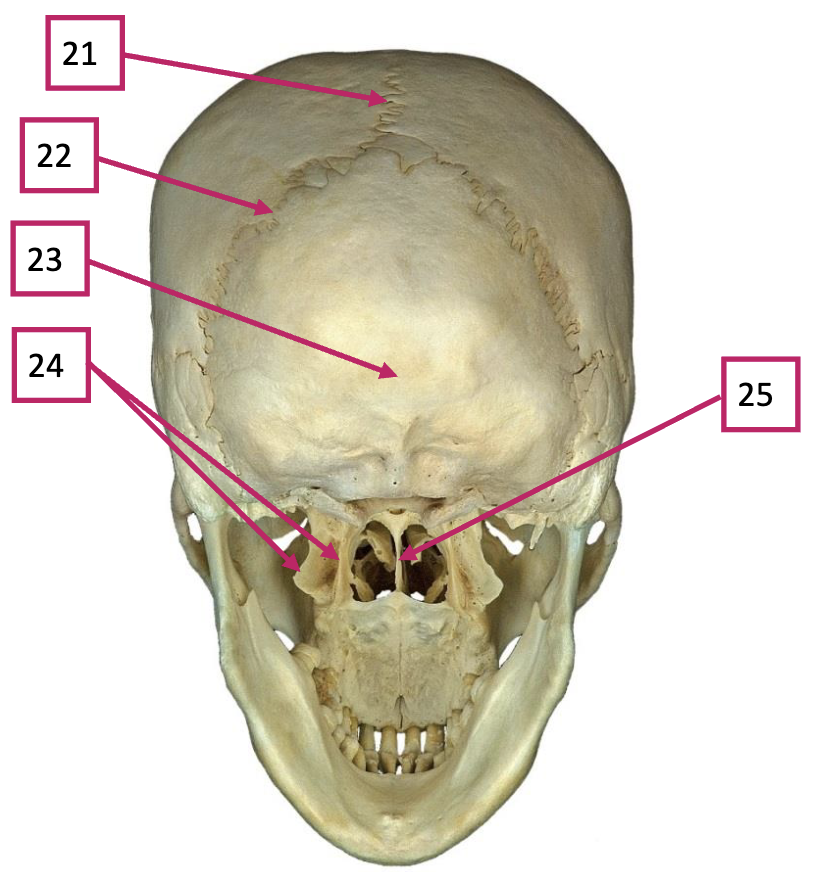 <p>24</p>