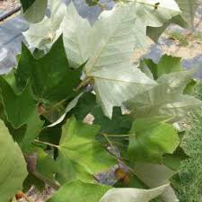 <p>Mexican Sycamore </p>