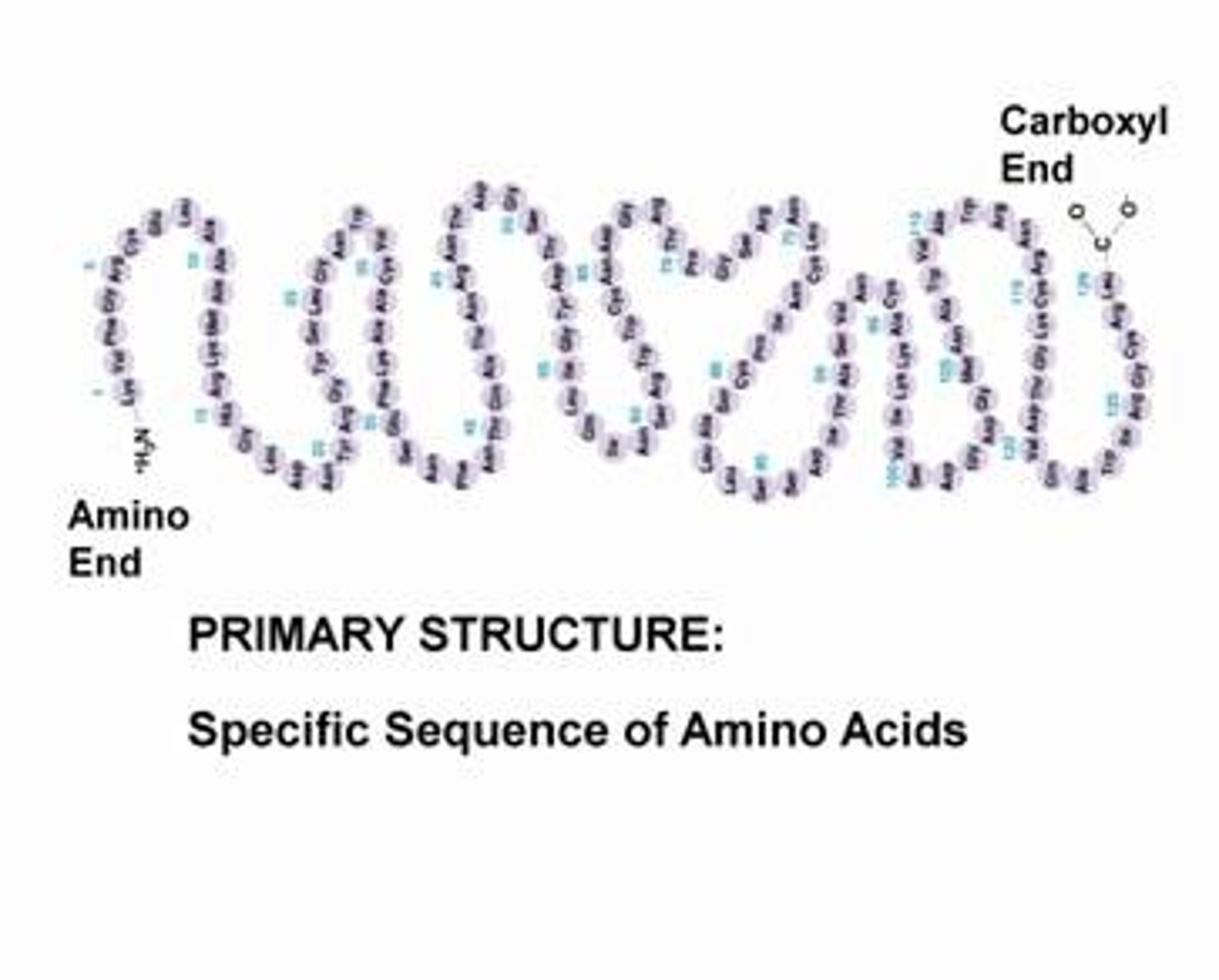 <p>linear sequence of amino acids encoded by genes</p>