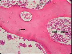 <p>What is this cross-section of?</p>
