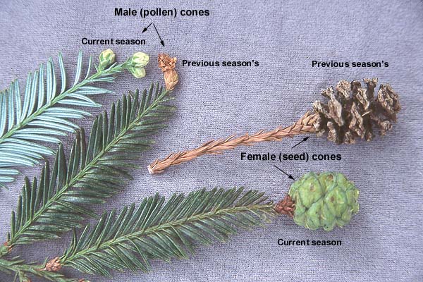 <p>Conifer. Endemic to coastal area of northern California and southwestern Oregon. Evergreen. monoecious, tall at maturity. Bark is reddish brown, hard and furrowed. Leaves are needle-like 0.5-1inch long, flat, spiral, two-ranked, green on the upper surface and have two white stomal bands on the underside of the needles. Cones are small and woody.</p>