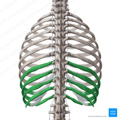 <p>ribs 8-10 are connected to seventh rib by cartilage, not directly to sternum</p>