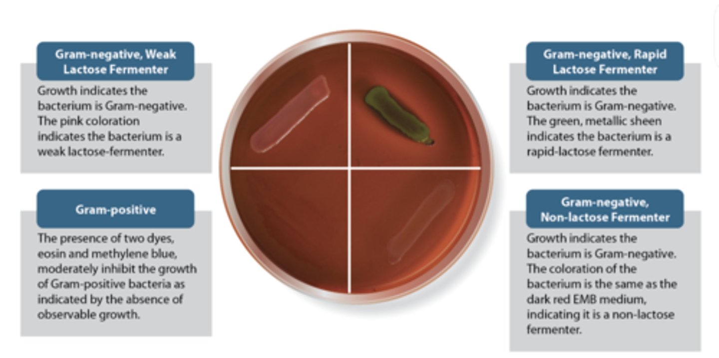 <p>What colors will rapid (strong) and weak lactose fermenters turn on a eosin-methylene blue agar?</p>