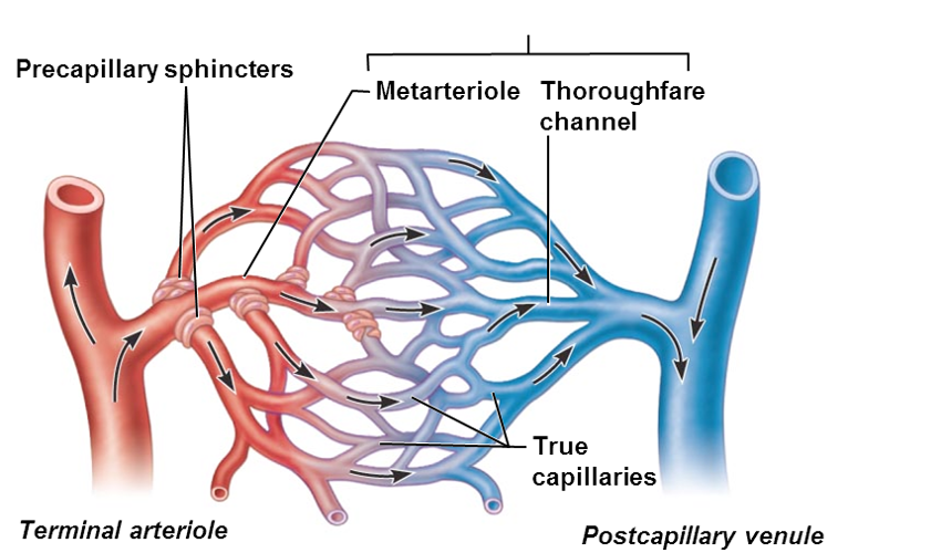 <p><span style="font-family: Arial">Metarteriole continuous with</span></p>