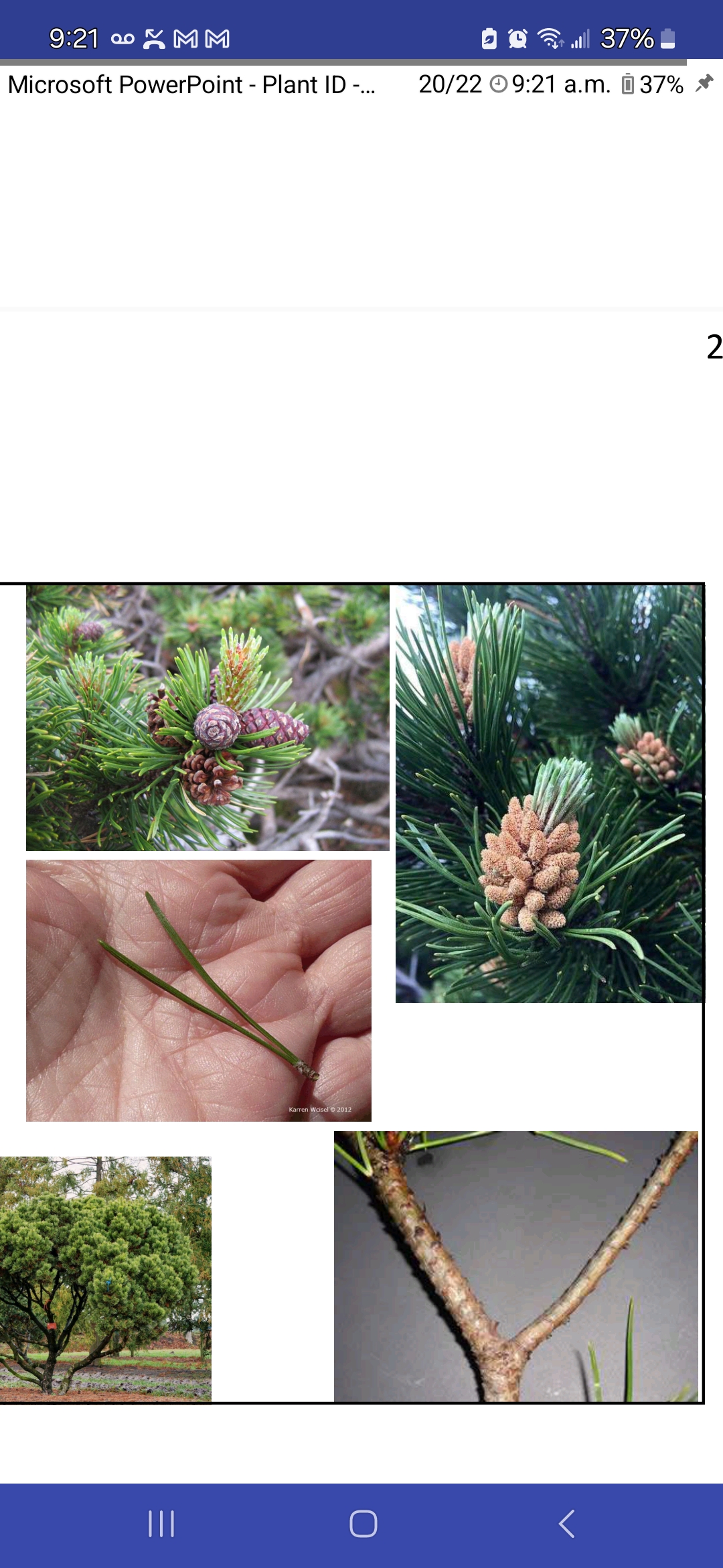 <p>Swiss mountain pine</p>