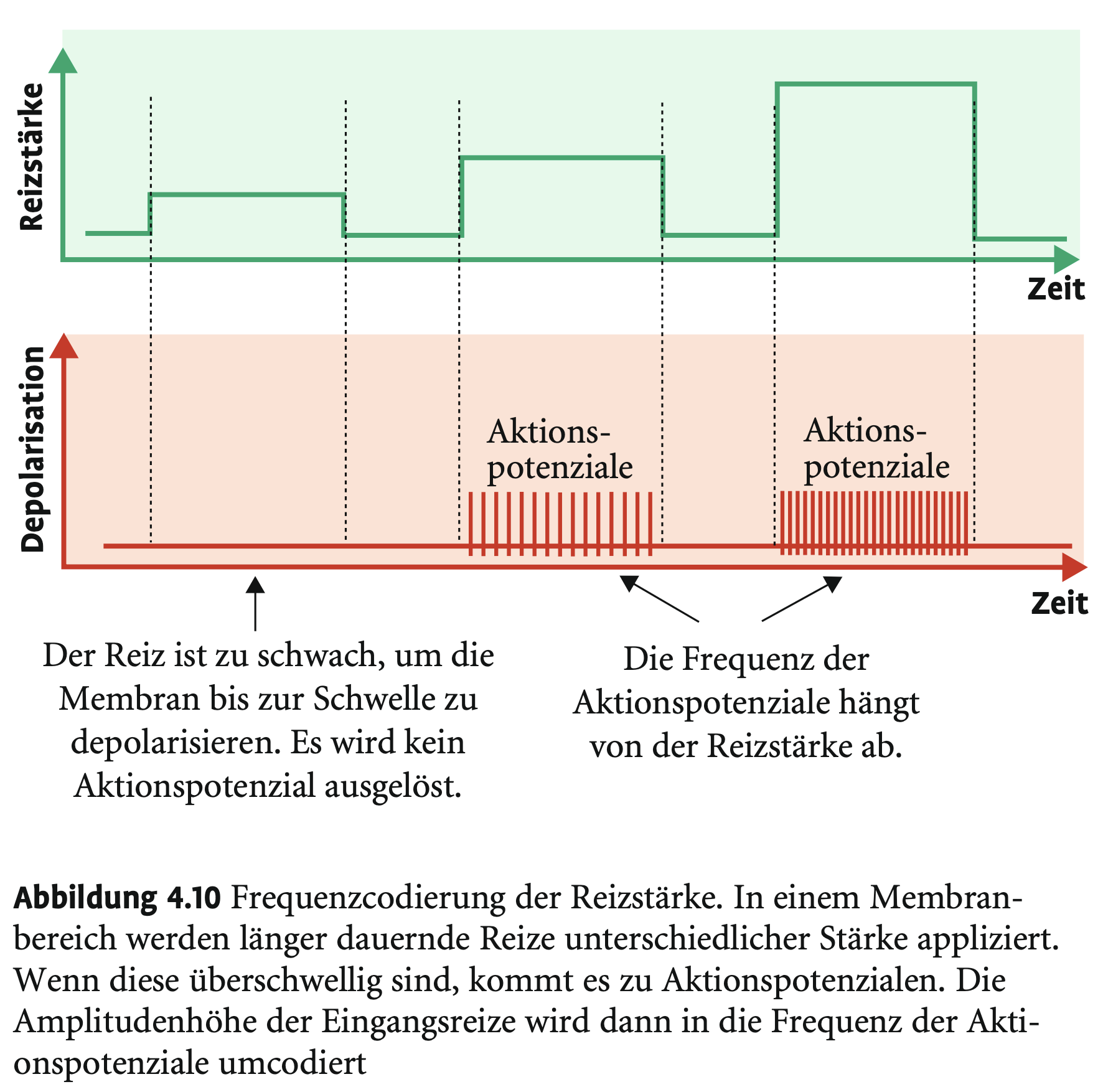 <p>Nicht durch Amplitude, sondern durch Frequenz der Aktionspotenziale → stärkere Reize → kürzere Latenz → höhere Frequenz.</p>