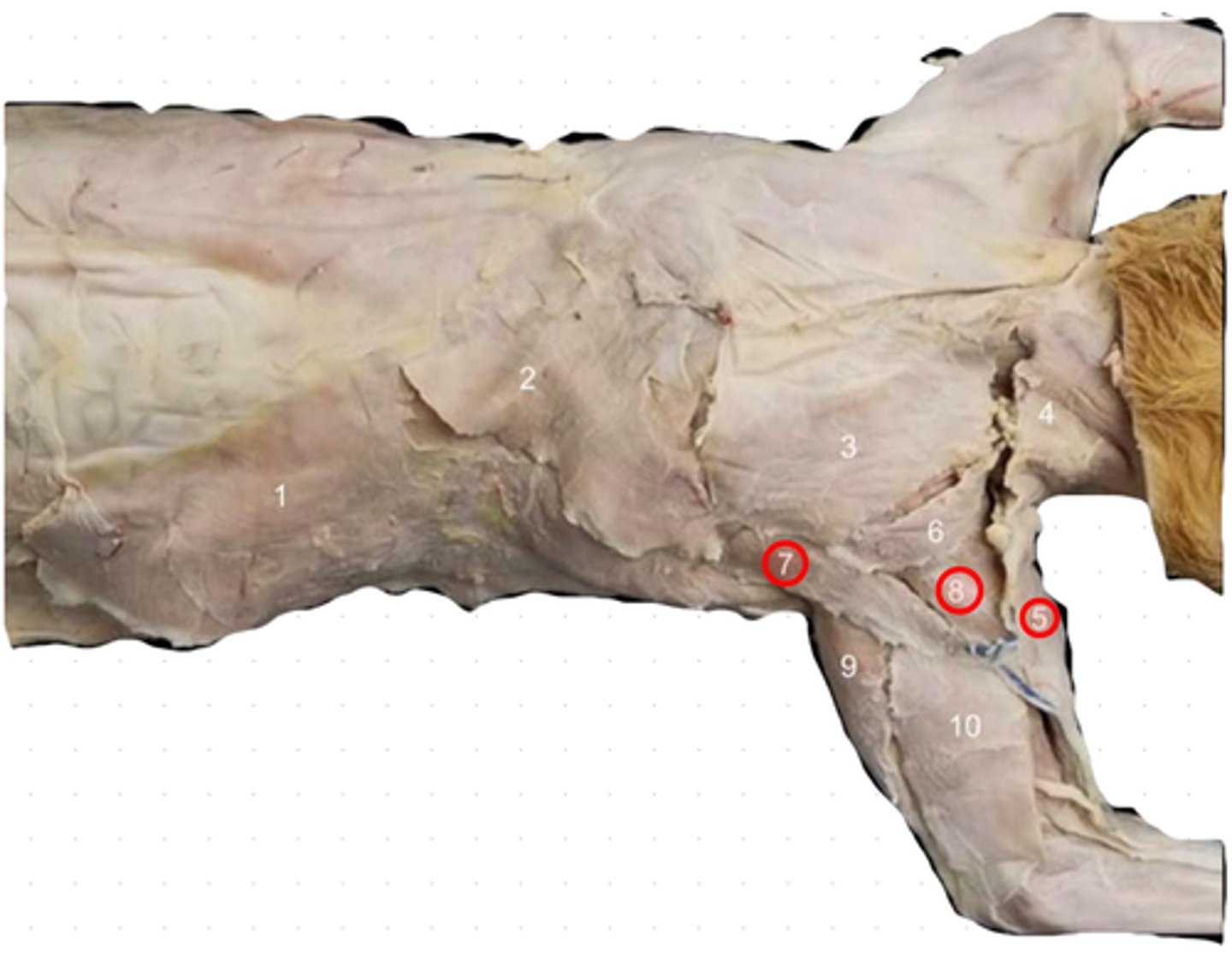 knowt flashcard image