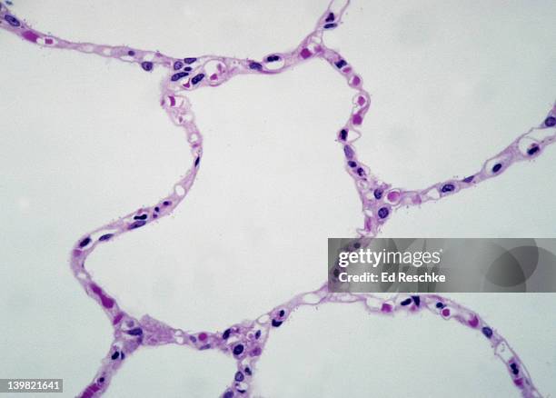 <p>Simple Squamous Epithelium — Function</p>