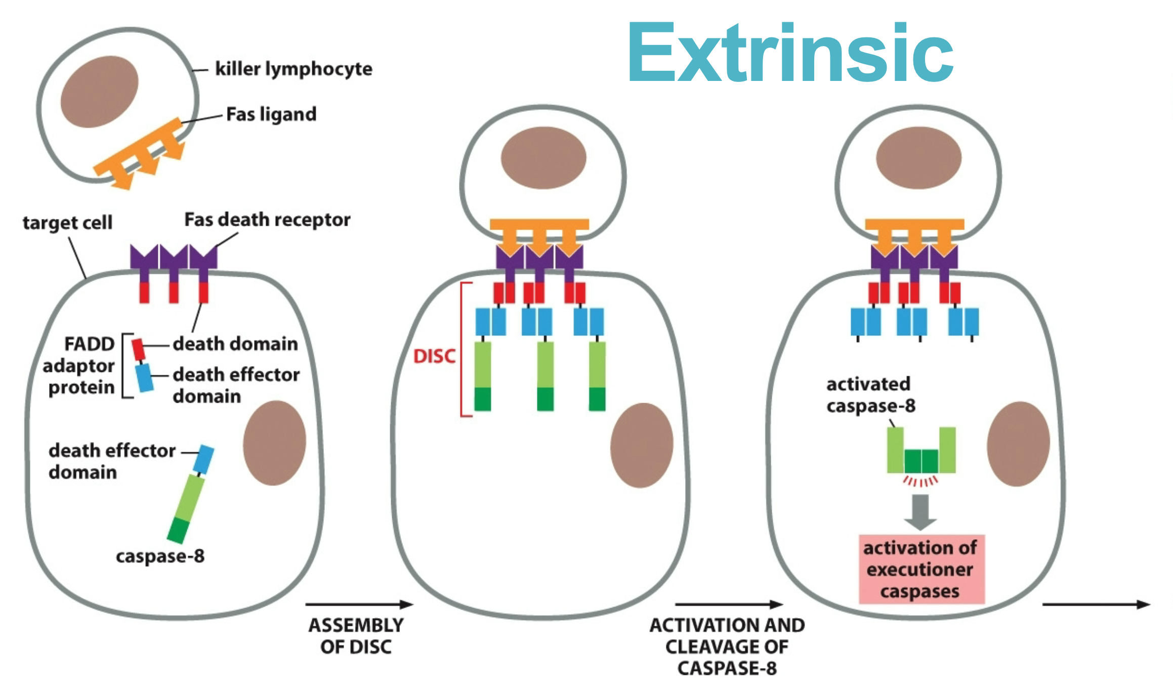 process for extrinsic …


1. lymphocyte with Fas ligand arrives
2. Fas ligand binds to Fas death receptor
3. death receptor recruits FADD
4. FADD binds to caspase 8 with death effector domain
5. caspase 8 cleaved and activated
6. caspase 8 cleaves other caspases