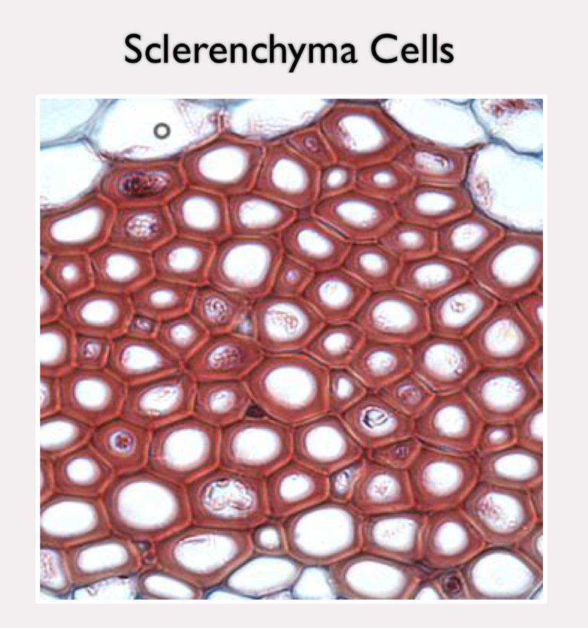 <p>secondary cell wall containing lignin </p><p>dead tissue, but important in support</p><p>found in areas that have stopped growing</p><p>fossil fuels </p>