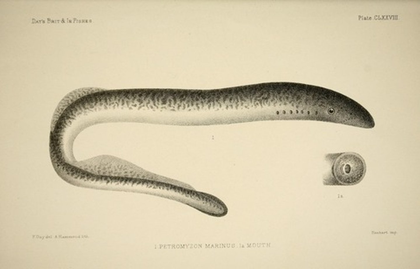 <p>Jawless fishes (lamprey, hagfish)</p>