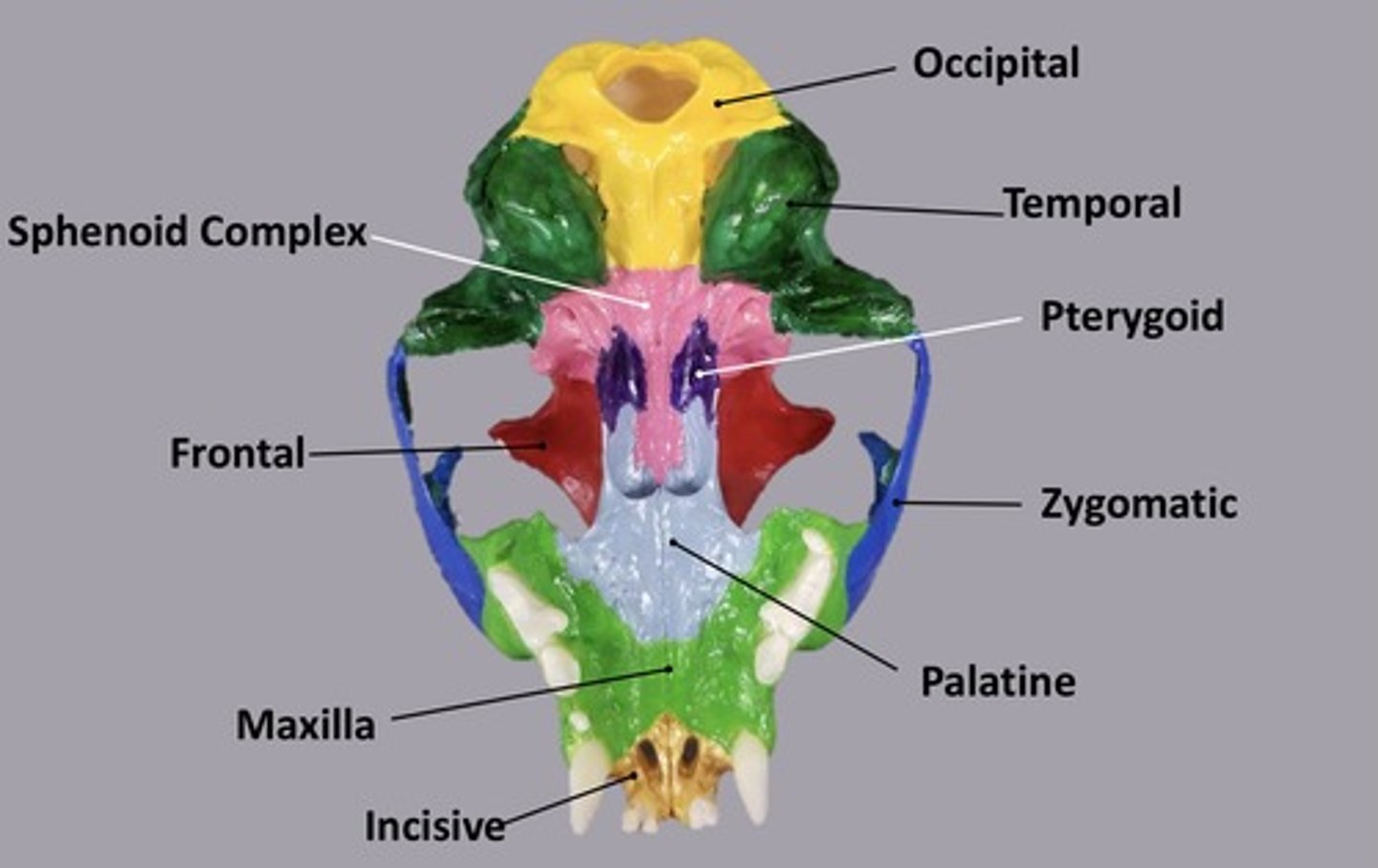 <p>Pink area (right behind eyes and butterfly shaped)</p>