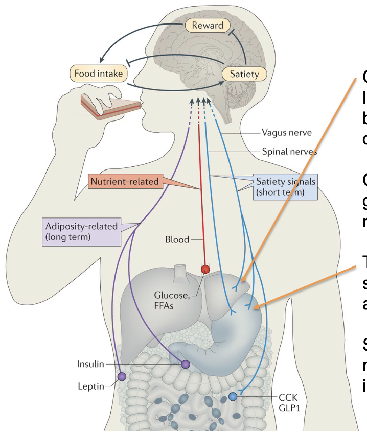 <p>→ regulated by the hormones <strong>CCK & GLP-1</strong>, which elicits satiety in brain</p><ul><li><p>Released from intestines in proportion to # of calories ingested</p></li></ul><p><u>Exogenous hormone administration</u>:</p><ul><li><p>CCK → doesn’t reliably cause weight loss, but people respond with smaller meal size</p></li><li><p>GLP-1 → drug agonists proven to be highly effective in reducing hunger and weight</p><ul><li><p>Initially developed to boost insulin signaling in diabetics</p></li></ul></li></ul><p></p>